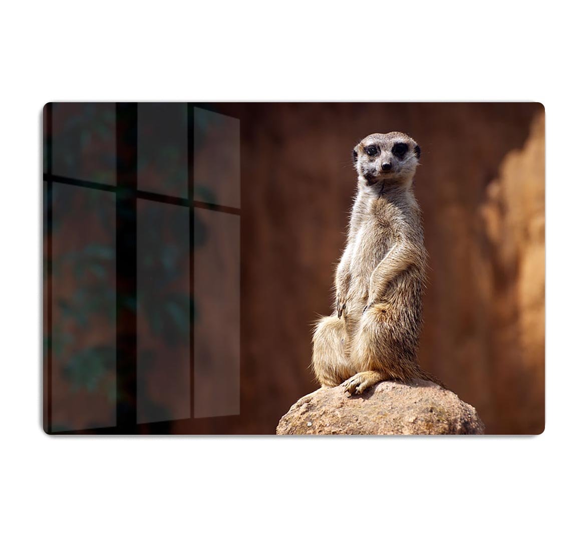 Standing African suricata meerkat HD Metal Print - Canvas Art Rocks - 1