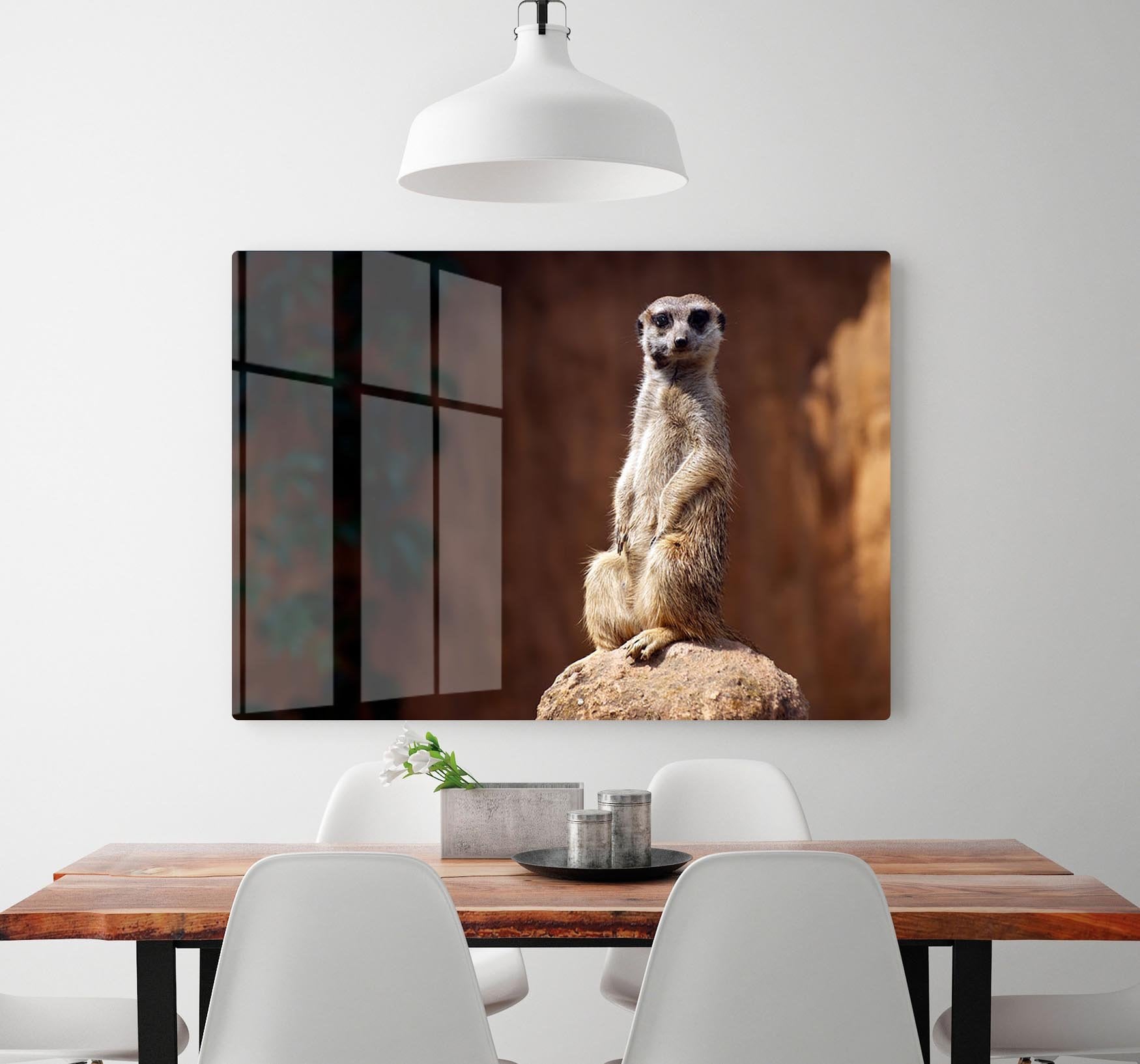 Standing African suricata meerkat HD Metal Print - Canvas Art Rocks - 2