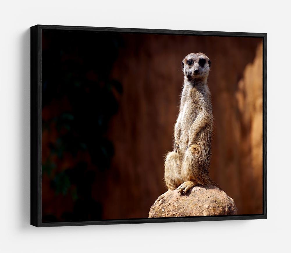 Standing African suricata meerkat HD Metal Print - Canvas Art Rocks - 6