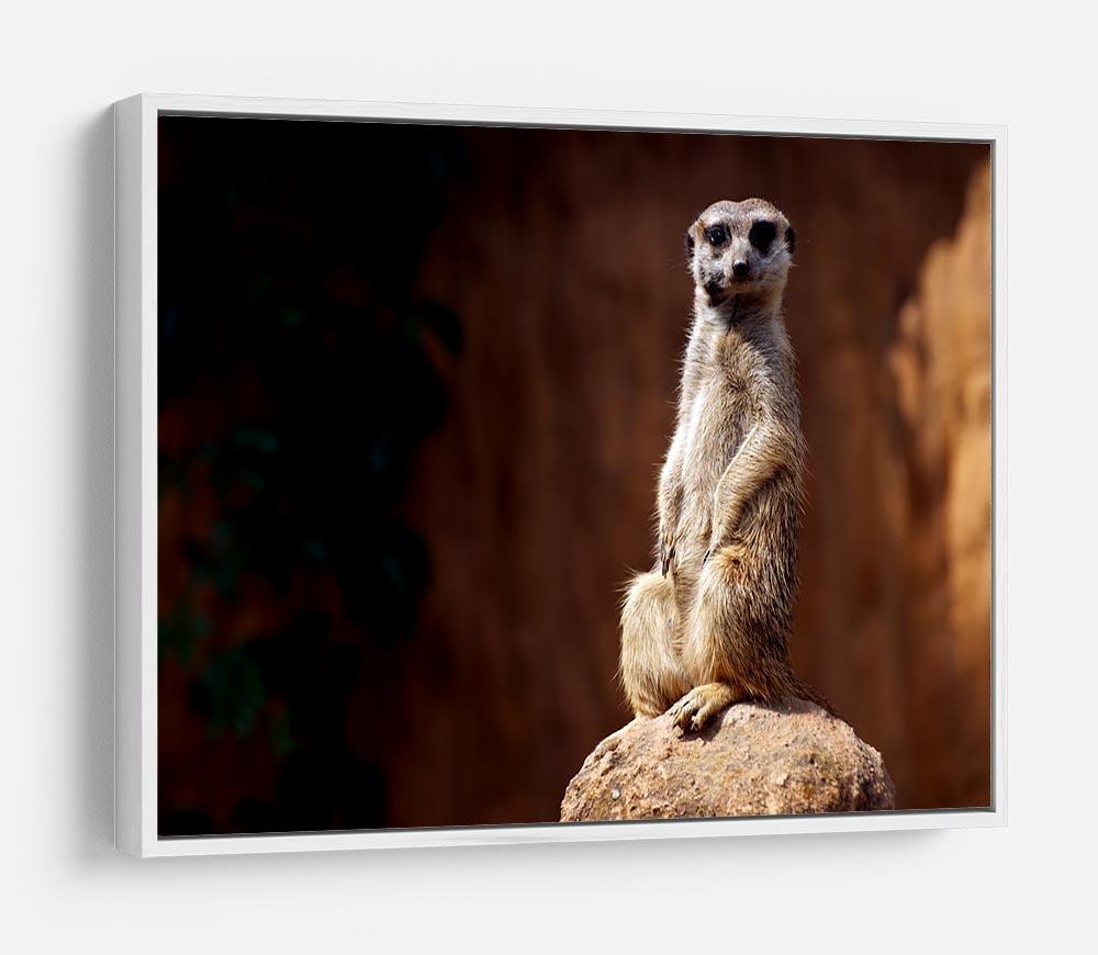 Standing African suricata meerkat HD Metal Print - Canvas Art Rocks - 7