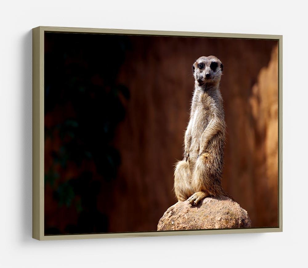 Standing African suricata meerkat HD Metal Print - Canvas Art Rocks - 8