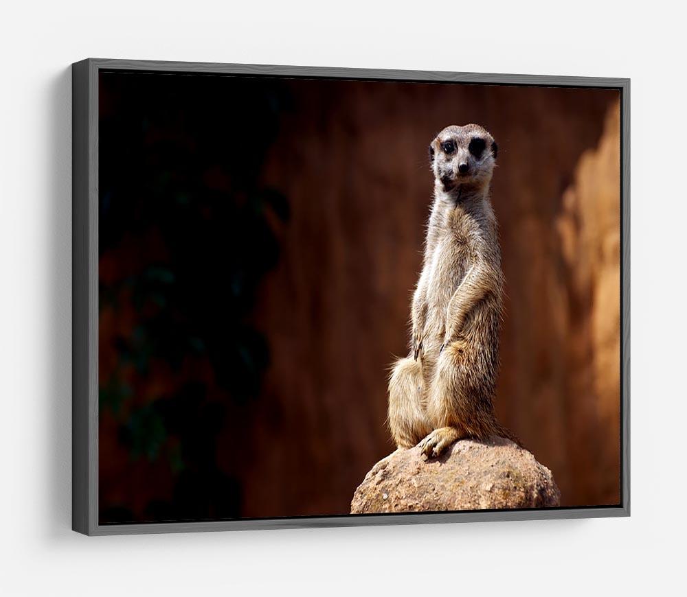 Standing African suricata meerkat HD Metal Print - Canvas Art Rocks - 9
