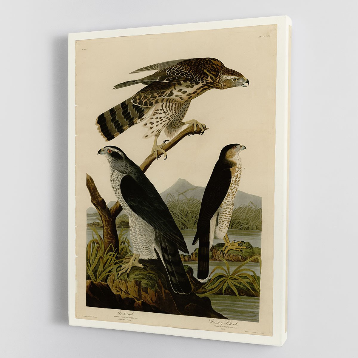 Stanley Hawk by Audubon Canvas Print or Poster
