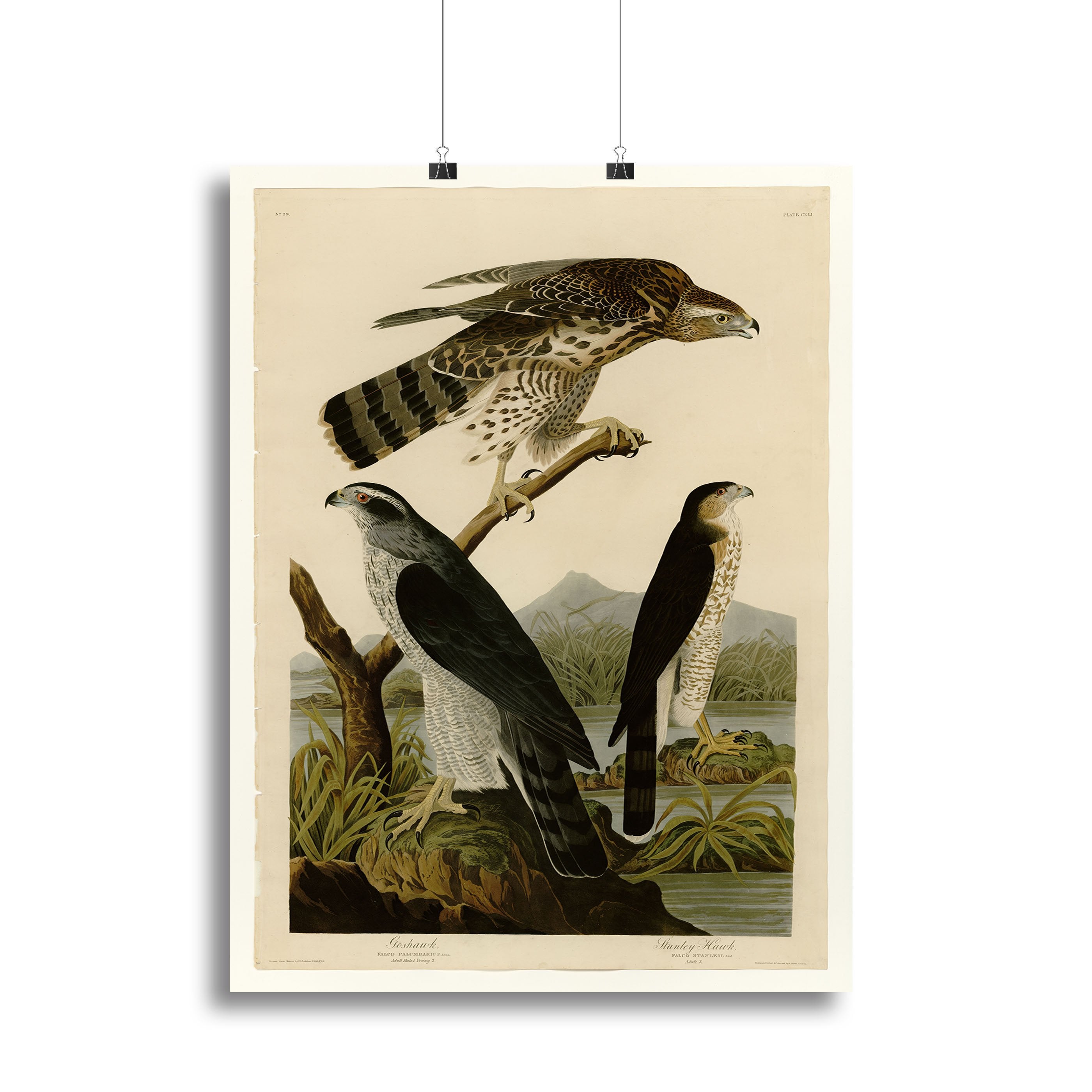 Stanley Hawk by Audubon Canvas Print or Poster