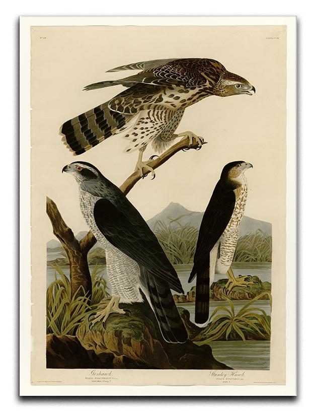 Stanley Hawk by Audubon Canvas Print or Poster - Canvas Art Rocks - 1