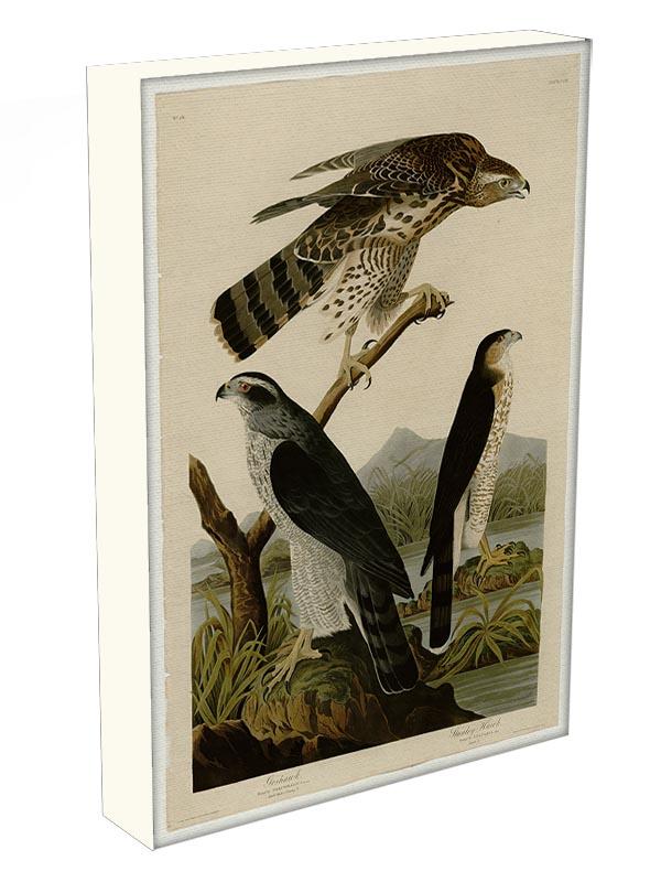 Stanley Hawk by Audubon Canvas Print or Poster - Canvas Art Rocks - 3