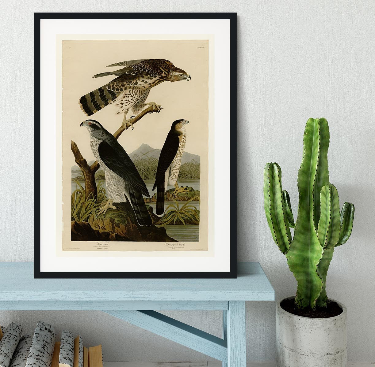 Stanley Hawk by Audubon Framed Print - Canvas Art Rocks - 1