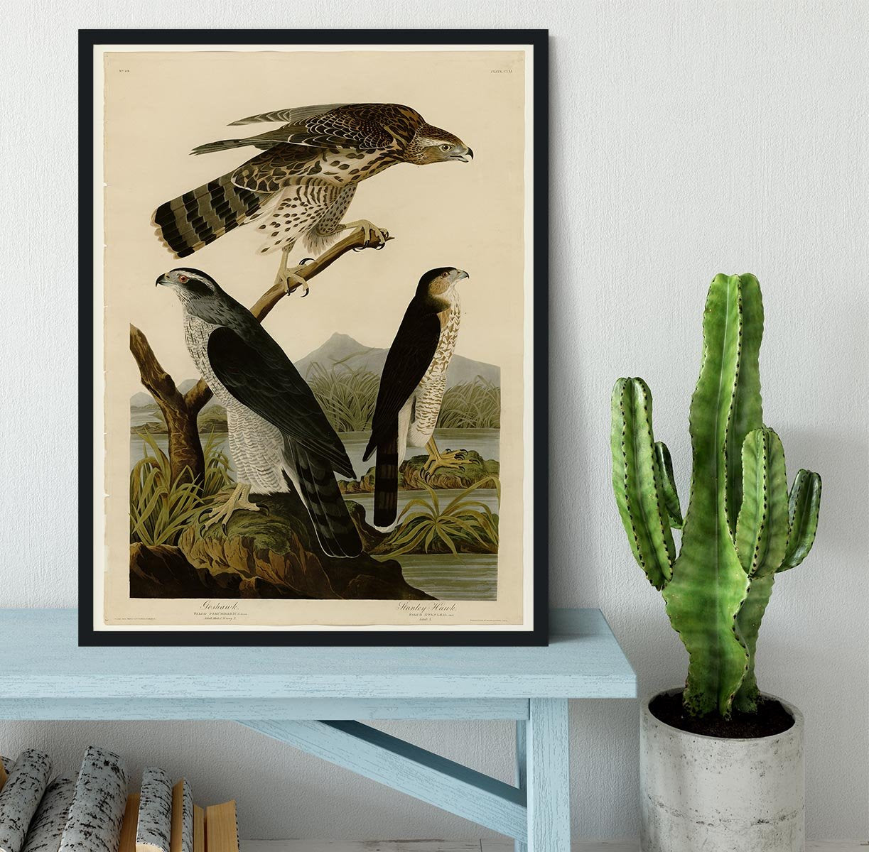 Stanley Hawk by Audubon Framed Print - Canvas Art Rocks - 2