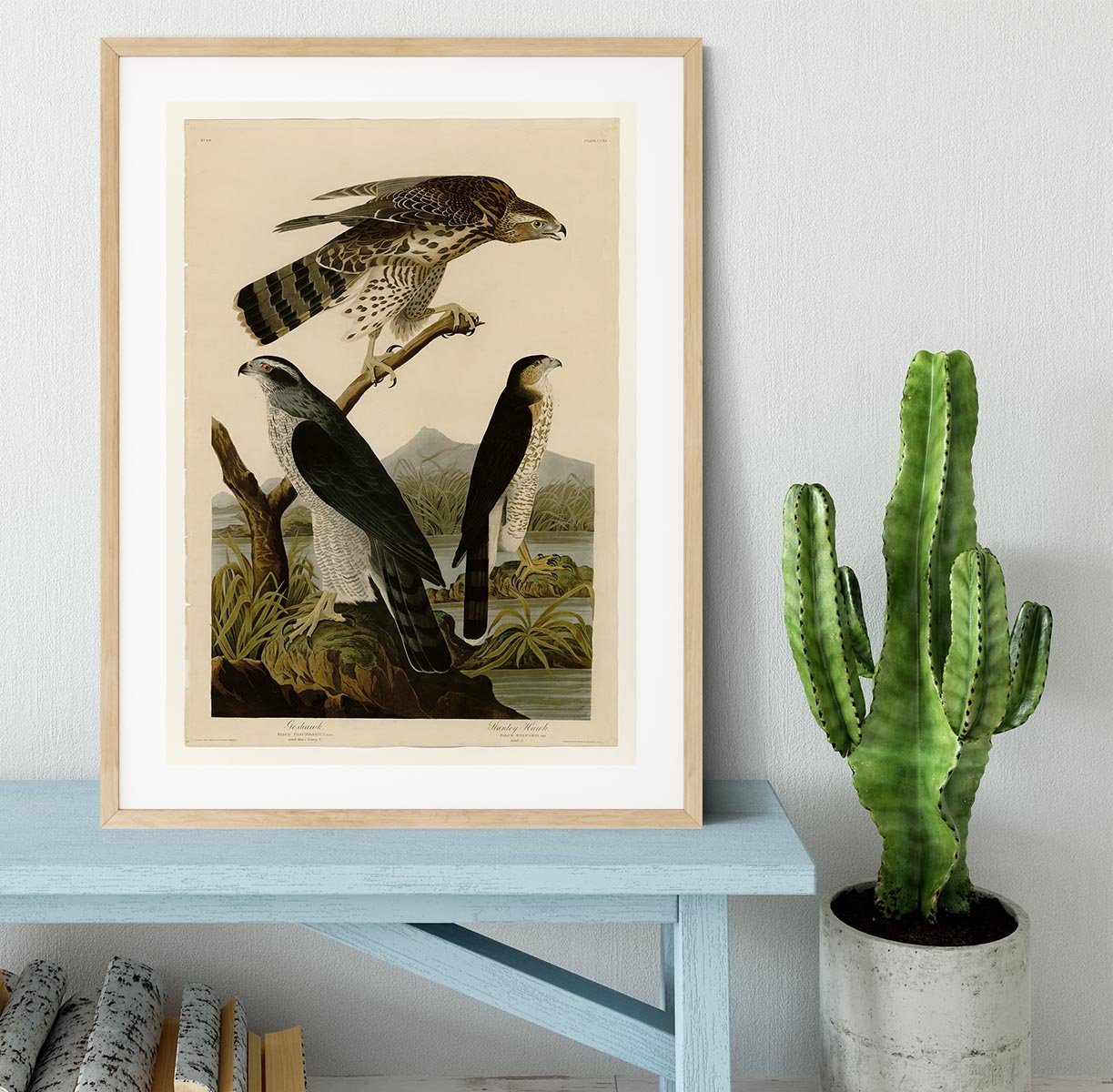 Stanley Hawk by Audubon Framed Print - Canvas Art Rocks - 3