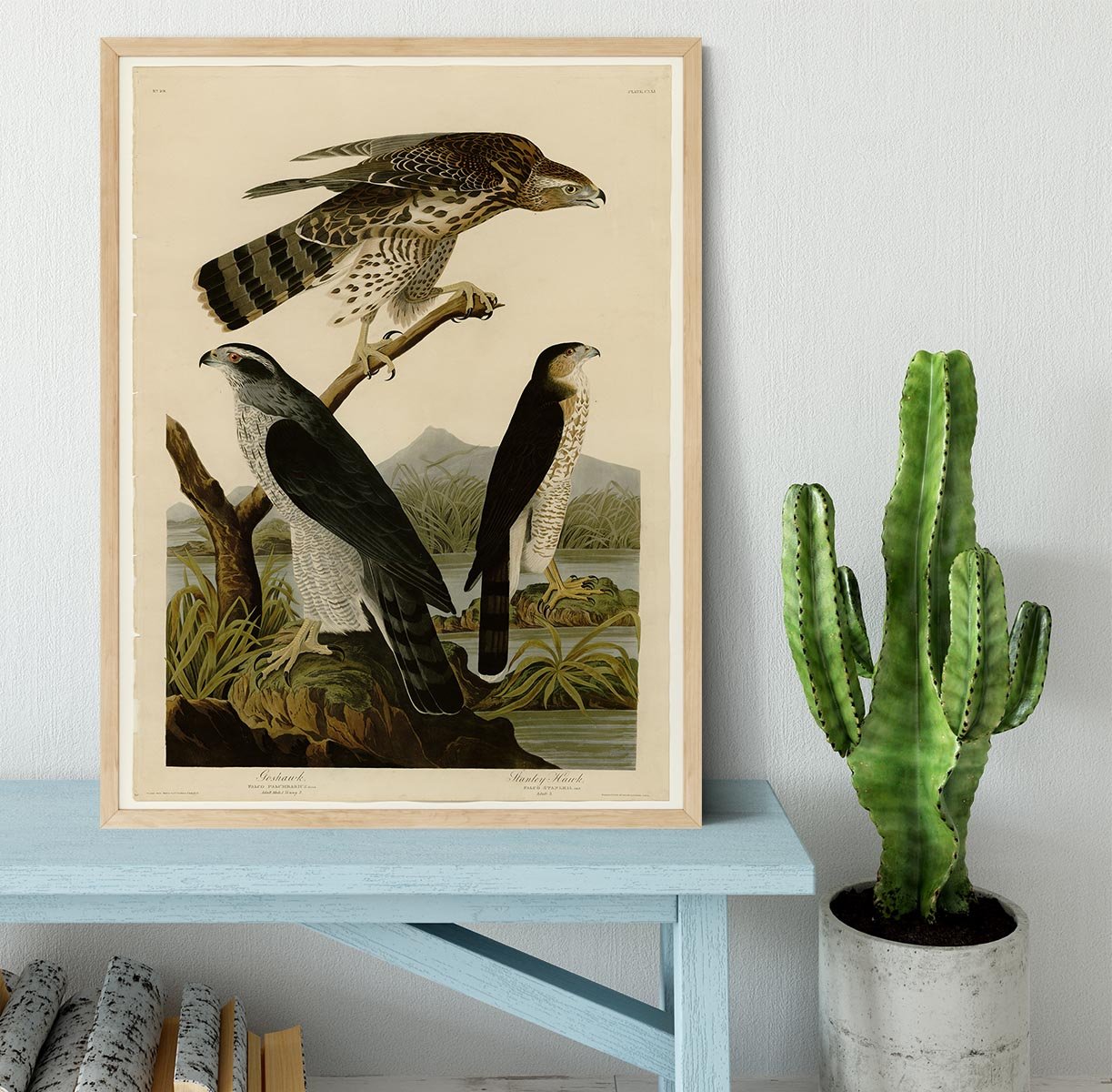 Stanley Hawk by Audubon Framed Print - Canvas Art Rocks - 4