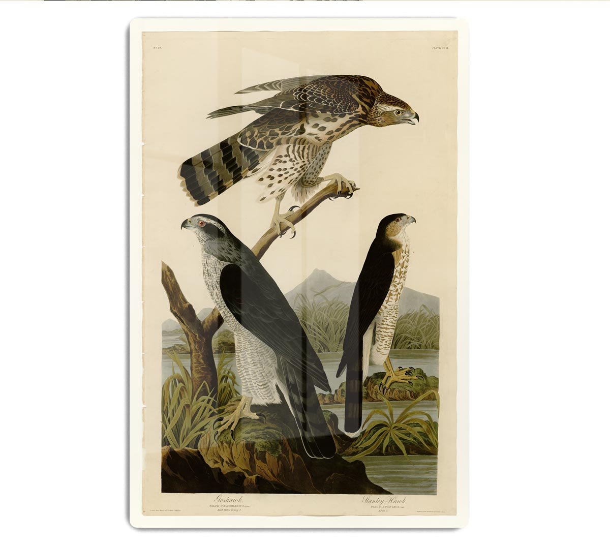 Stanley Hawk by Audubon HD Metal Print - Canvas Art Rocks - 1