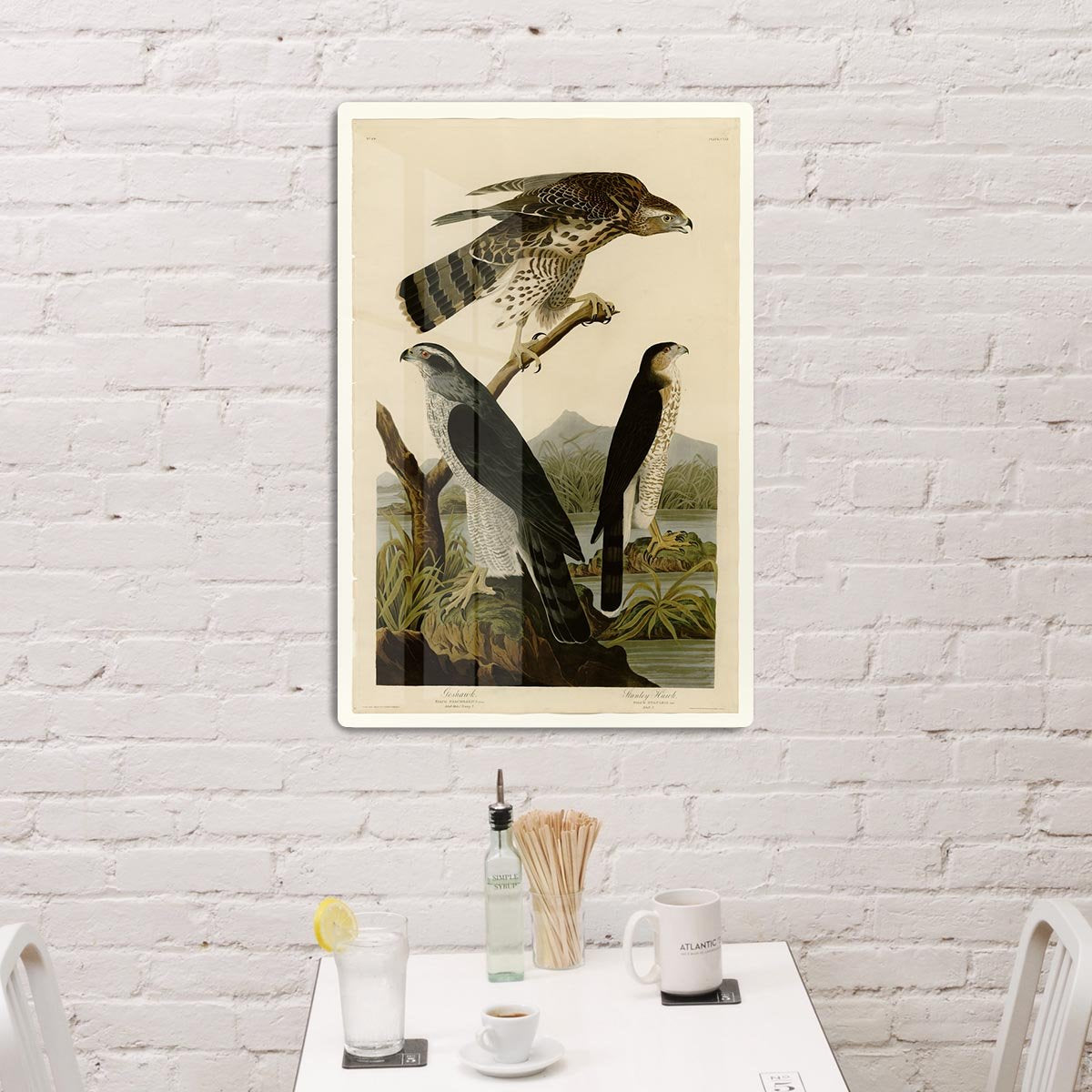 Stanley Hawk by Audubon HD Metal Print - Canvas Art Rocks - 3