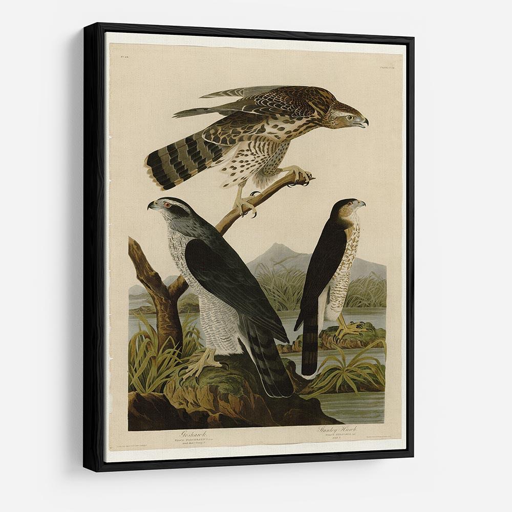 Stanley Hawk by Audubon HD Metal Print - Canvas Art Rocks - 6