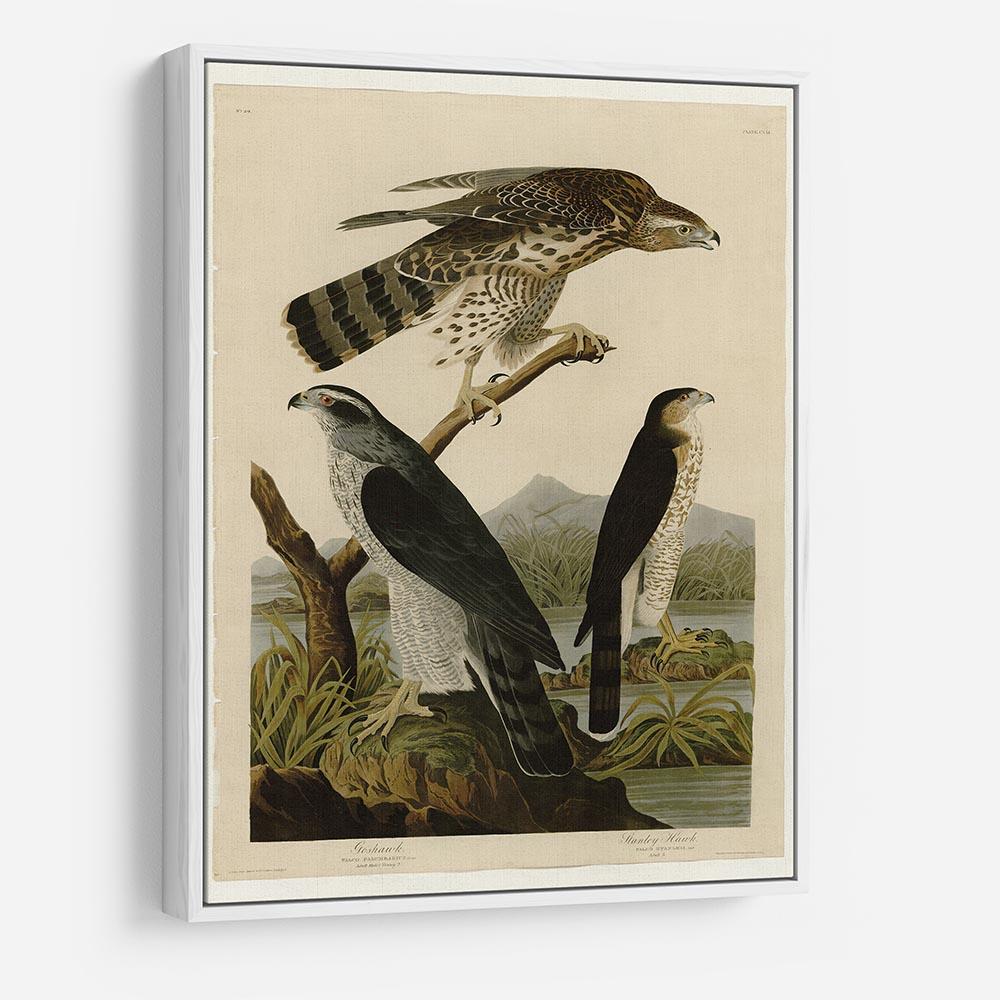 Stanley Hawk by Audubon HD Metal Print - Canvas Art Rocks - 7