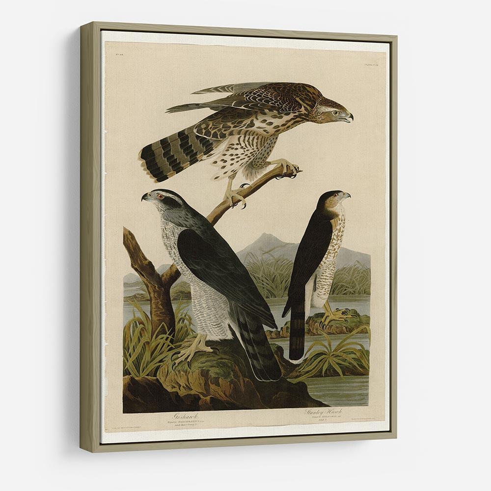 Stanley Hawk by Audubon HD Metal Print - Canvas Art Rocks - 8