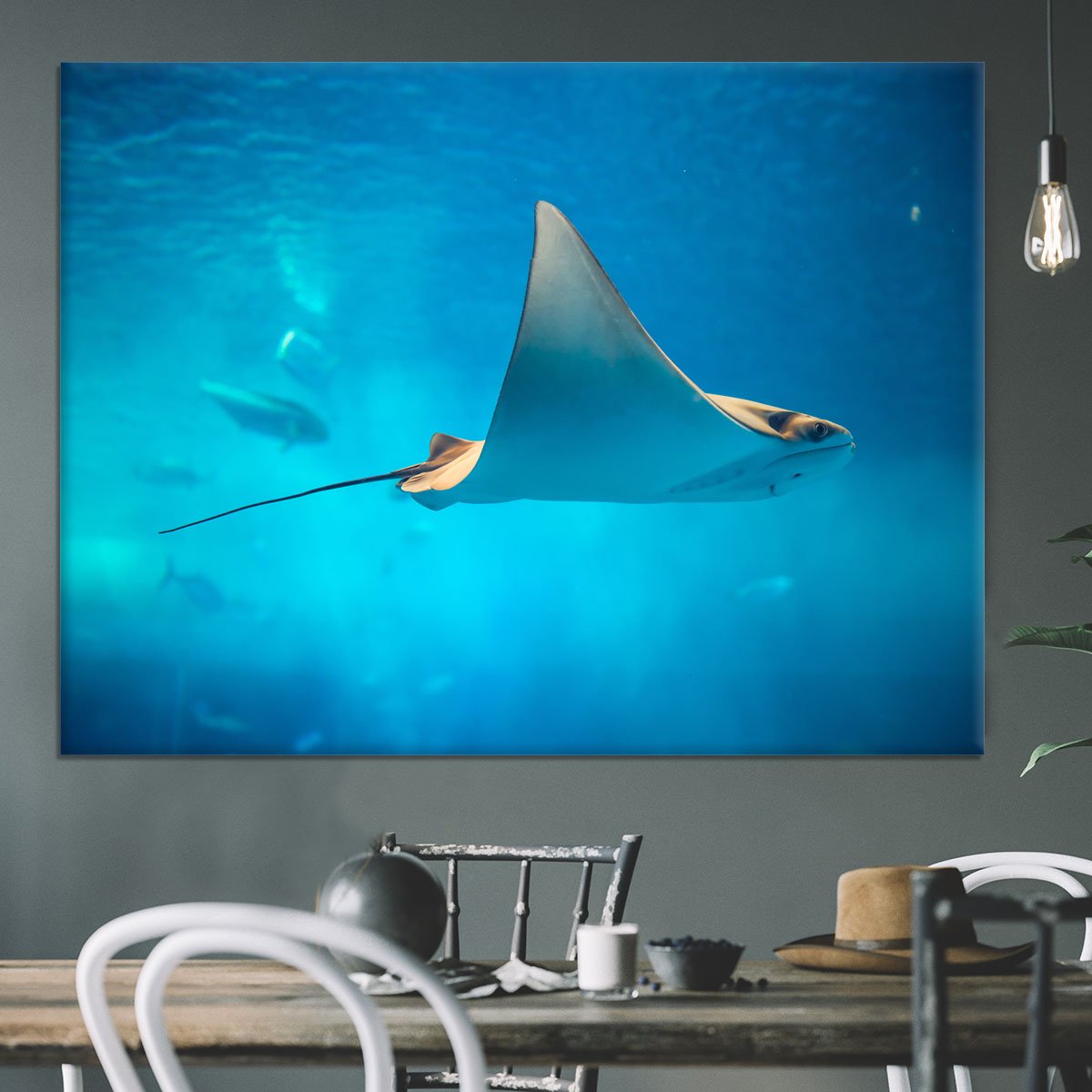 Stingray in the aquarium Canvas Print or Poster
