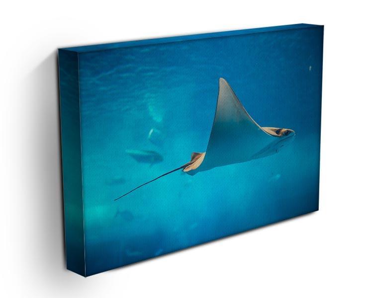Stingray in the aquarium Canvas Print or Poster - Canvas Art Rocks - 3