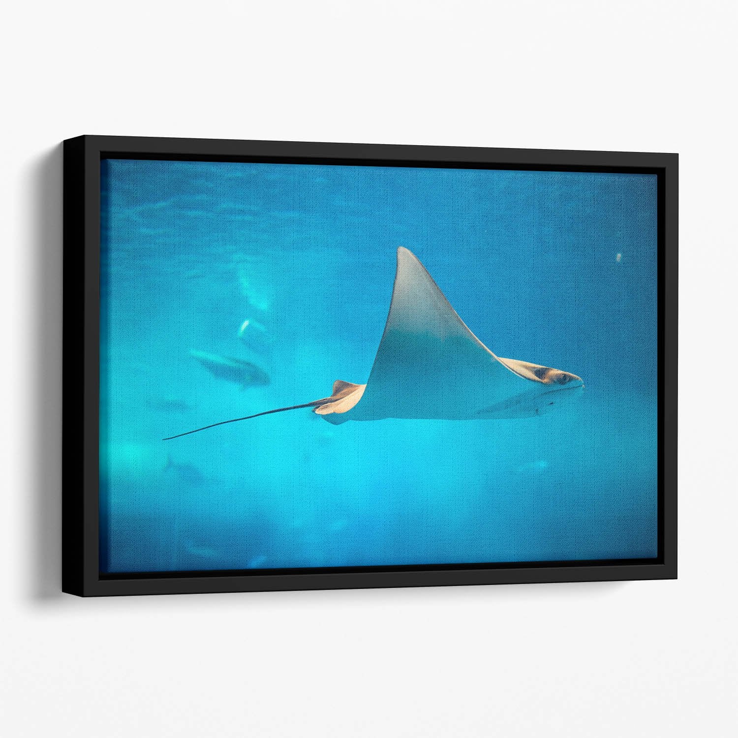 Stingray in the aquarium Floating Framed Canvas