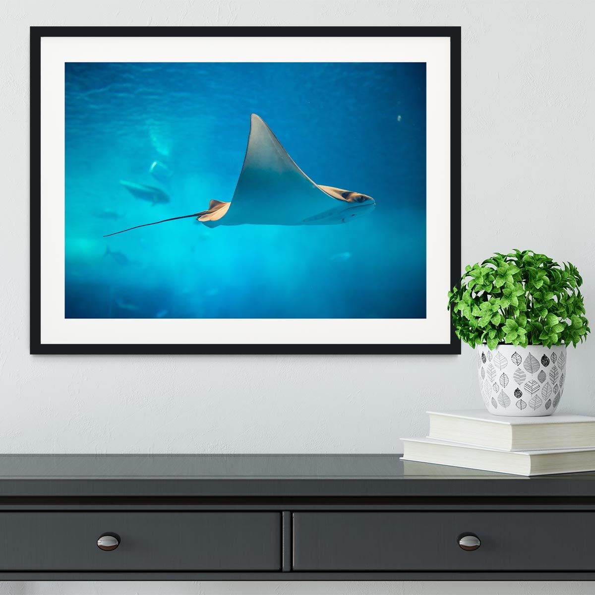 Stingray in the aquarium Framed Print - Canvas Art Rocks - 1