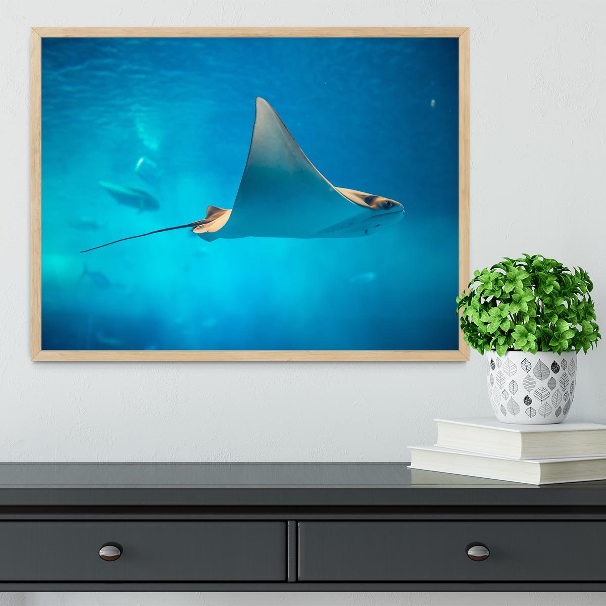 Stingray in the aquarium Framed Print - Canvas Art Rocks - 4
