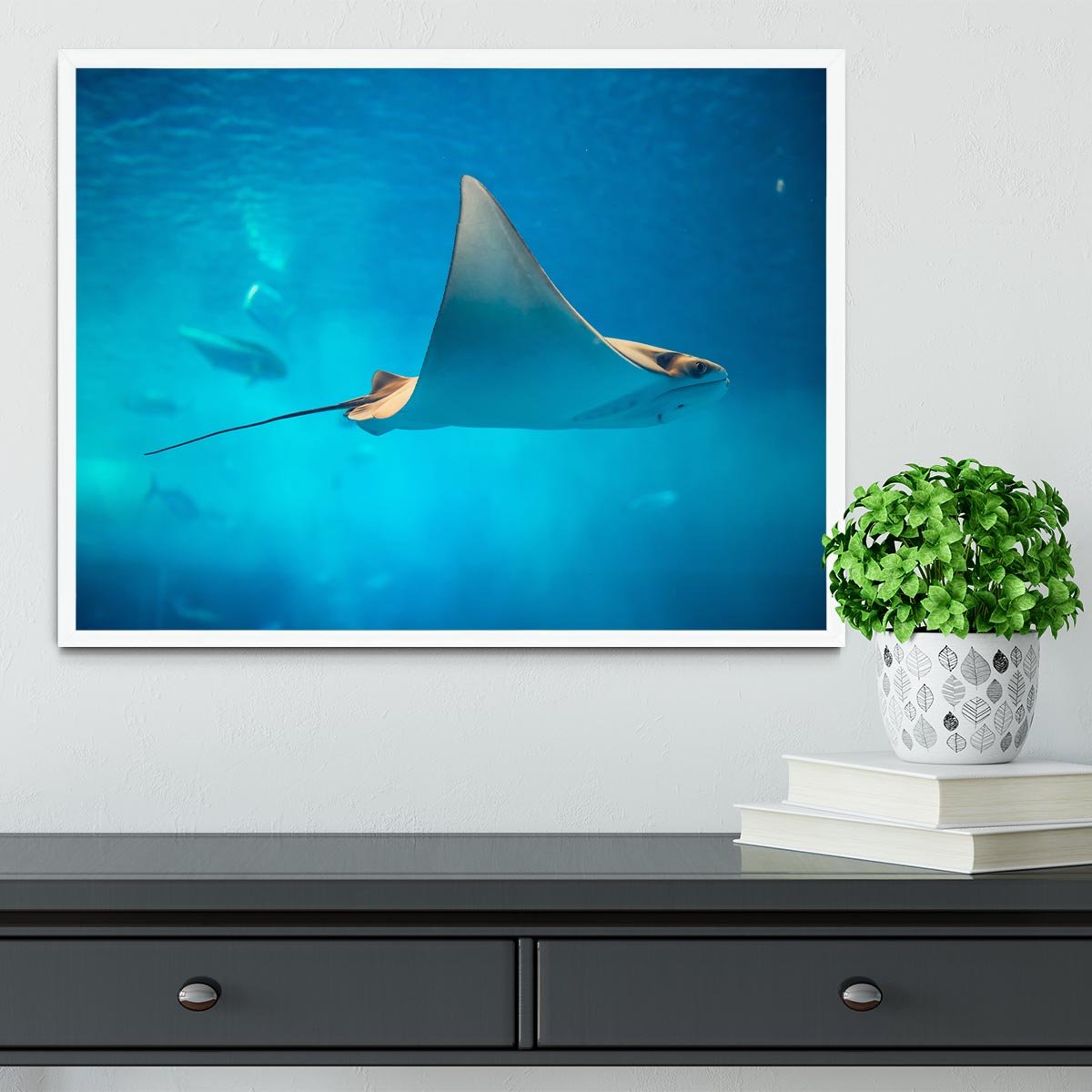 Stingray in the aquarium Framed Print - Canvas Art Rocks -6
