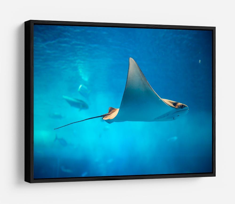 Stingray in the aquarium HD Metal Print