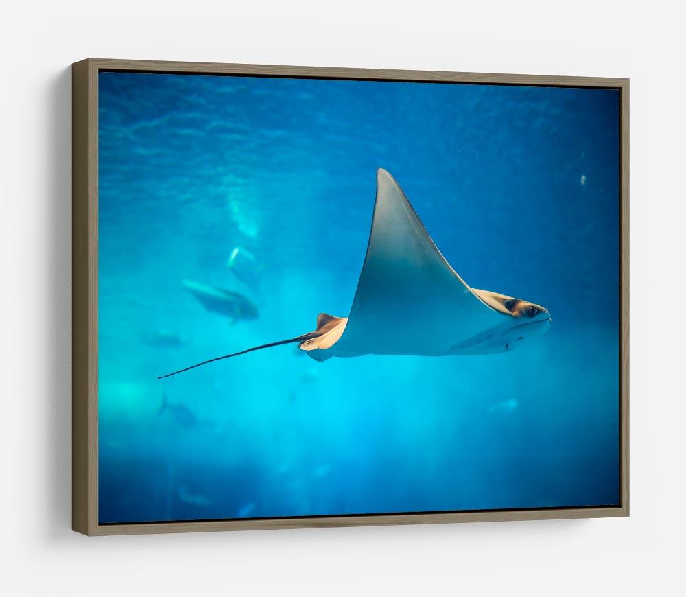 Stingray in the aquarium HD Metal Print