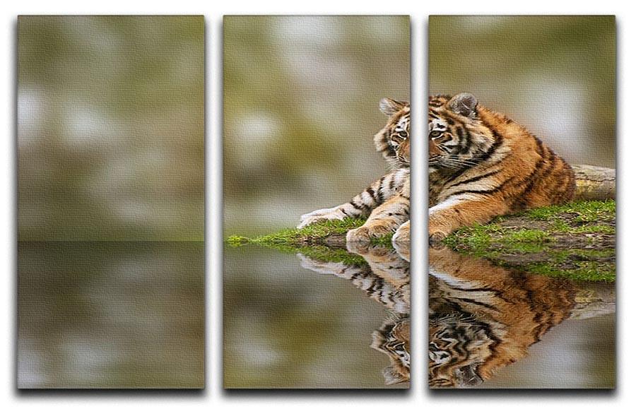 Sttunning tiger cub relaxing on a warm day 3 Split Panel Canvas Print - Canvas Art Rocks - 1