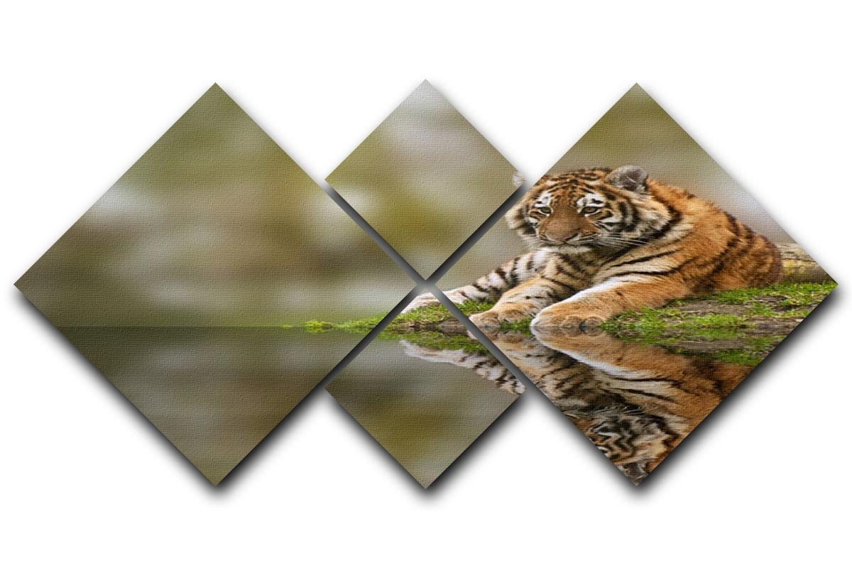 Sttunning tiger cub relaxing on a warm day 4 Square Multi Panel Canvas - Canvas Art Rocks - 1