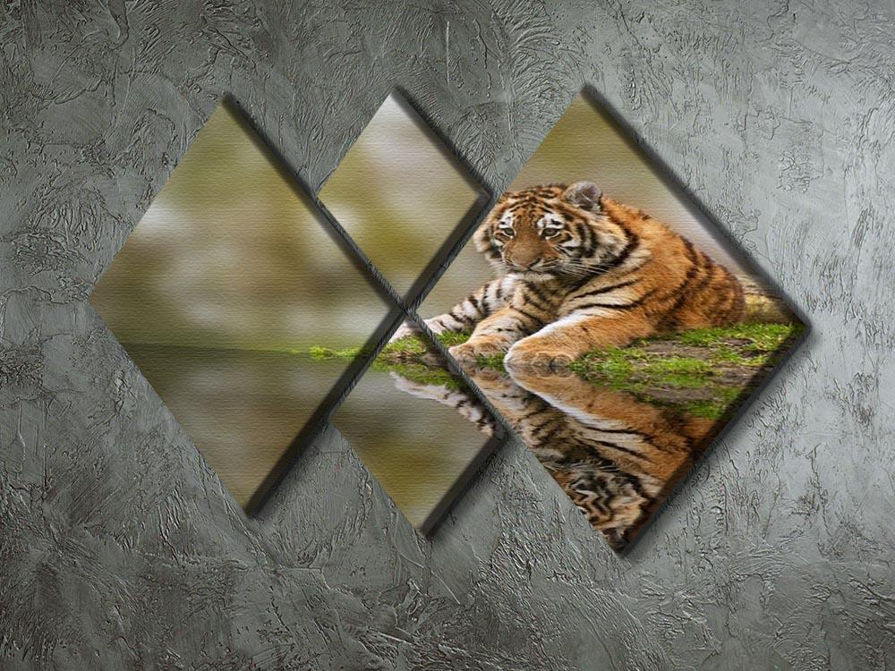 Sttunning tiger cub relaxing on a warm day 4 Square Multi Panel Canvas - Canvas Art Rocks - 2