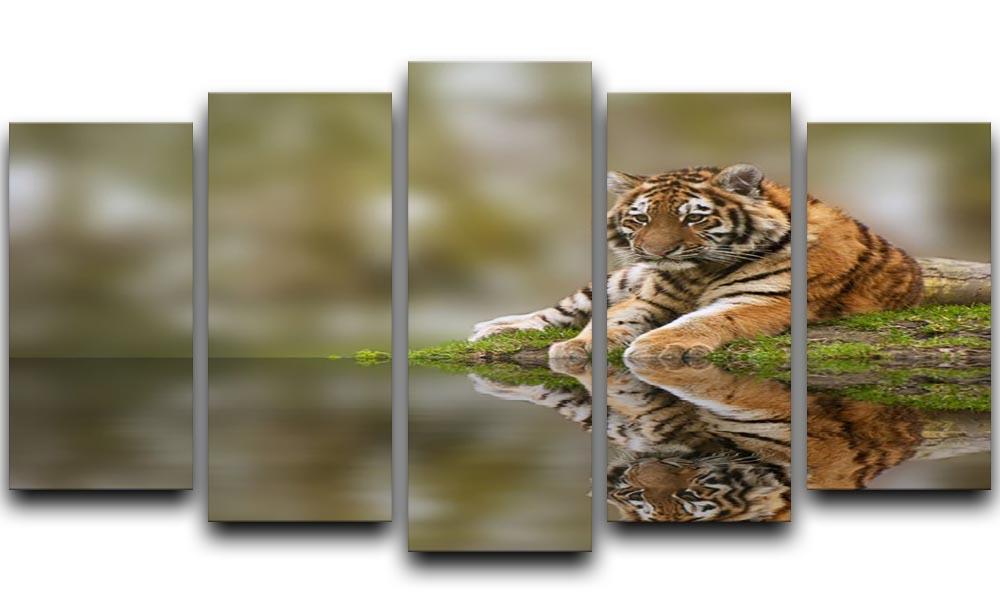 Sttunning tiger cub relaxing on a warm day 5 Split Panel Canvas - Canvas Art Rocks - 1