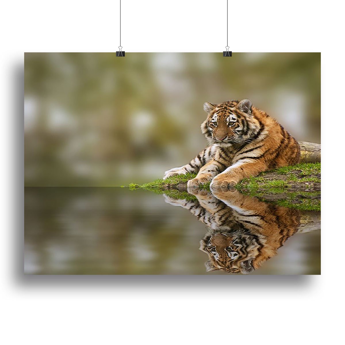 Sttunning tiger cub relaxing on a warm day Canvas Print or Poster