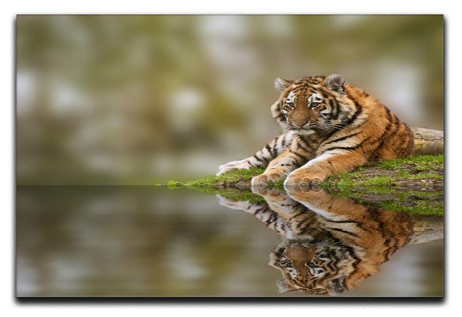 Sttunning tiger cub relaxing on a warm day Canvas Print or Poster - Canvas Art Rocks - 1