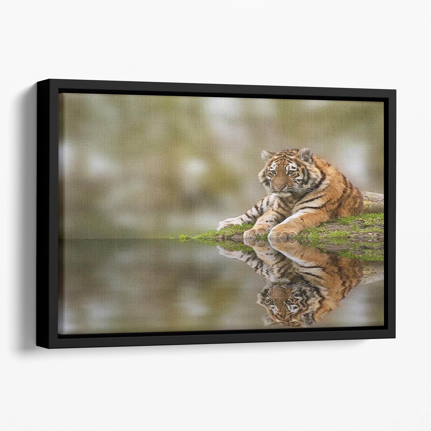 Sttunning tiger cub relaxing on a warm day Floating Framed Canvas - Canvas Art Rocks - 1