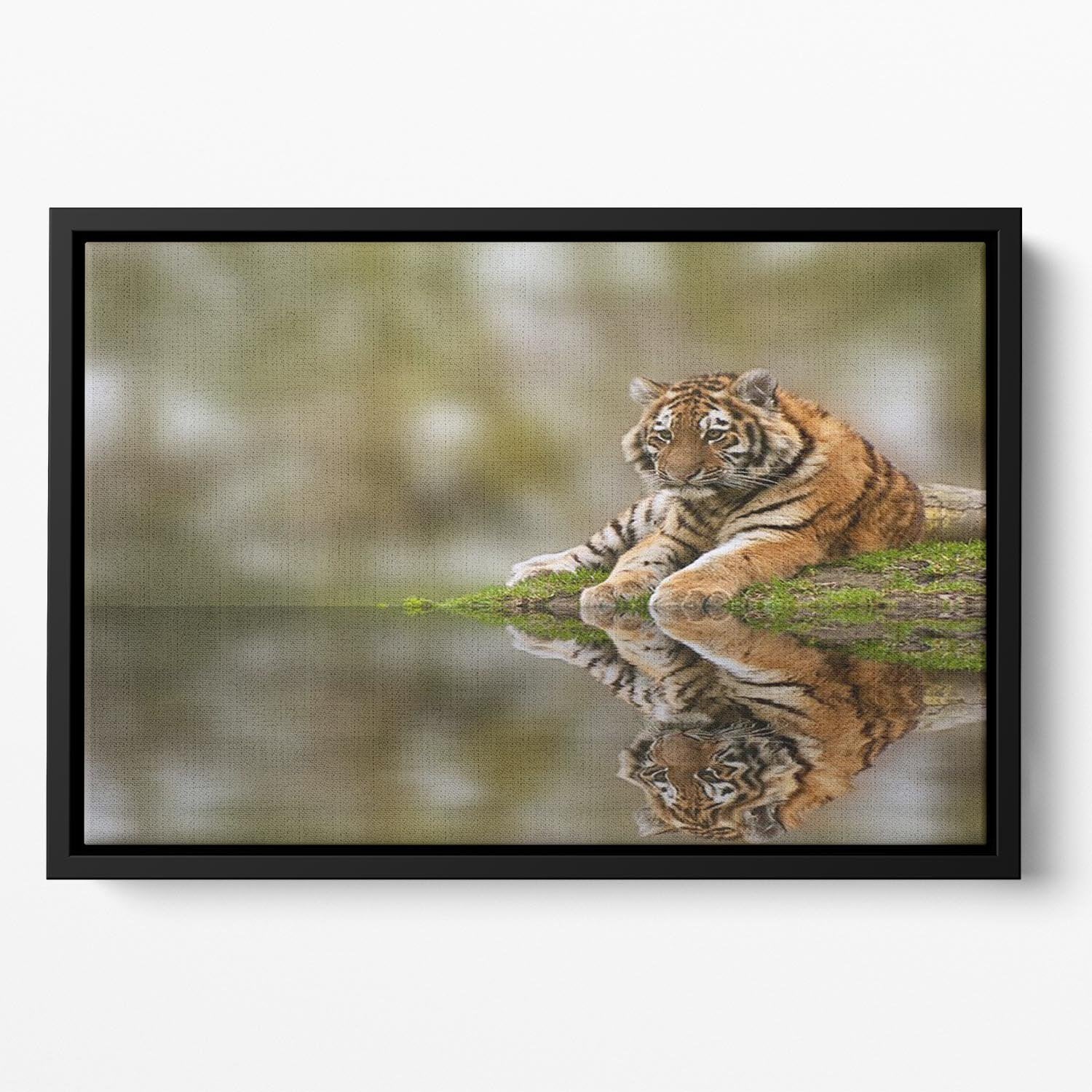 Sttunning tiger cub relaxing on a warm day Floating Framed Canvas - Canvas Art Rocks - 2