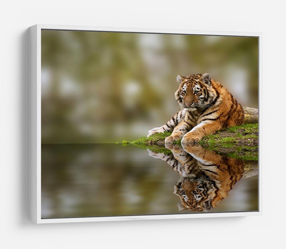 Sttunning tiger cub relaxing on a warm day HD Metal Print - Canvas Art Rocks - 7