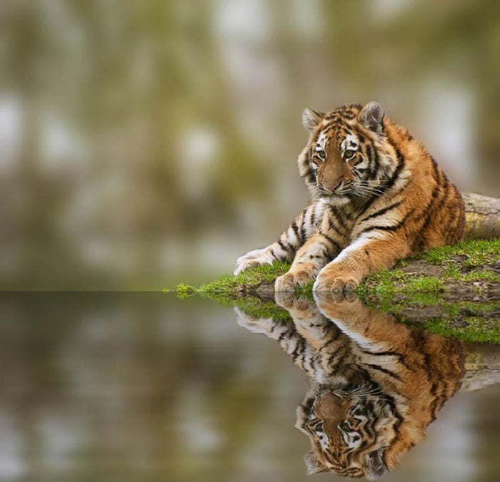Sttunning tiger cub relaxing on a warm day Wall Mural Wallpaper