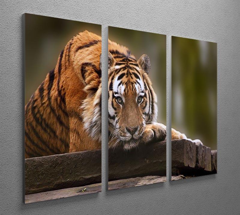 Stunning tiger relaxing 3 Split Panel Canvas Print - Canvas Art Rocks - 2
