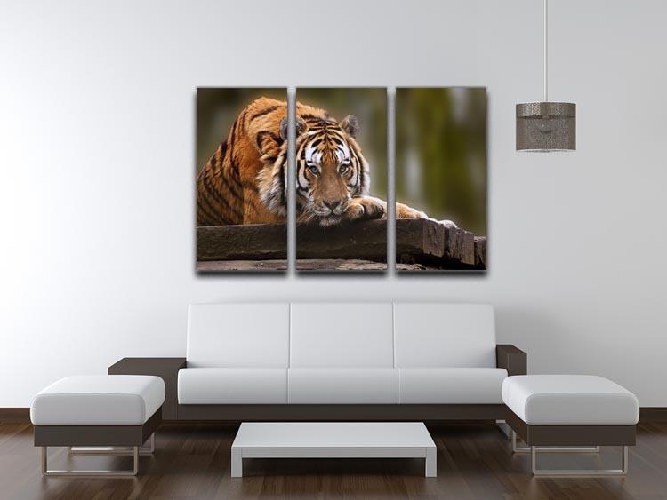 Stunning tiger relaxing 3 Split Panel Canvas Print - Canvas Art Rocks - 3