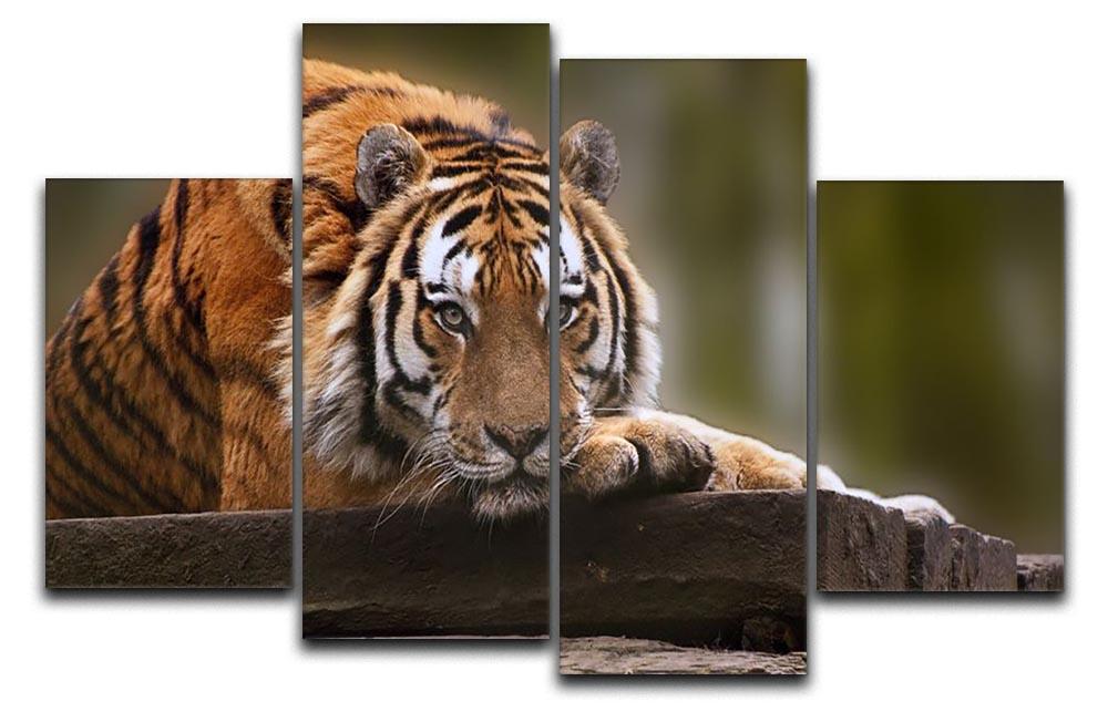 Stunning tiger relaxing 4 Split Panel Canvas - Canvas Art Rocks - 1