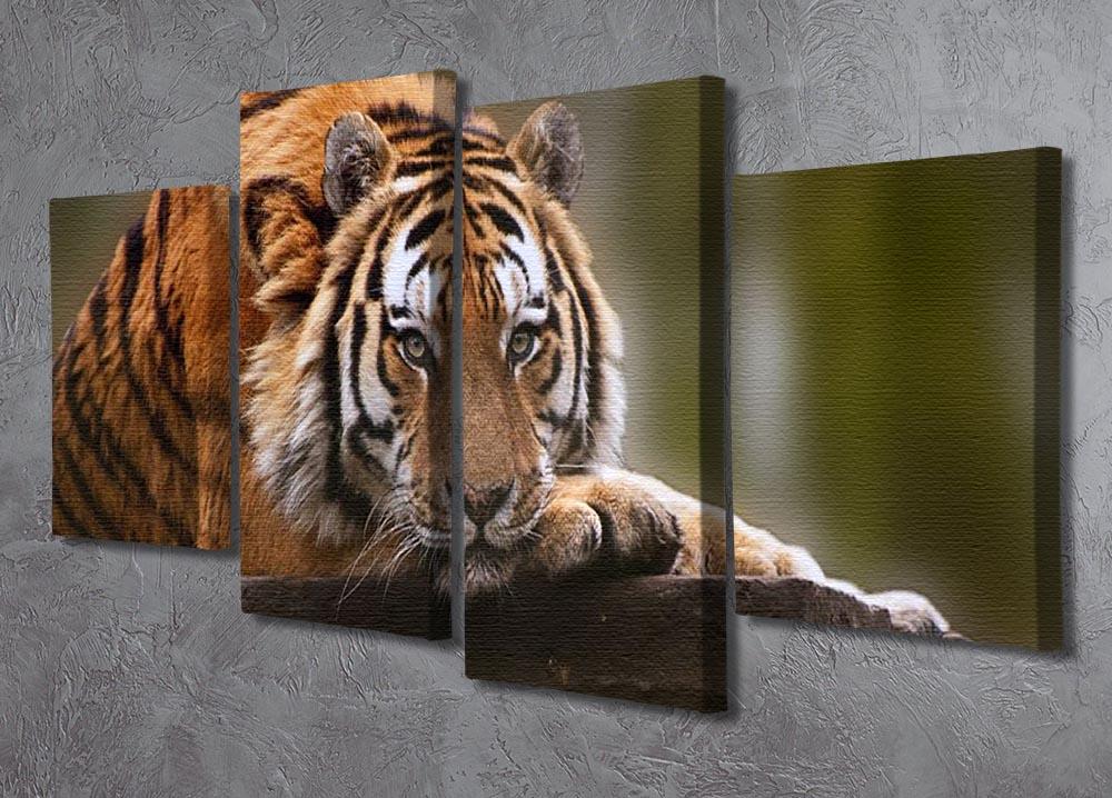 Stunning tiger relaxing 4 Split Panel Canvas - Canvas Art Rocks - 2