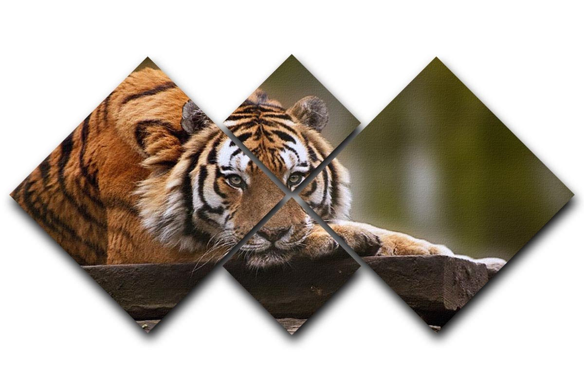 Stunning tiger relaxing 4 Square Multi Panel Canvas - Canvas Art Rocks - 1