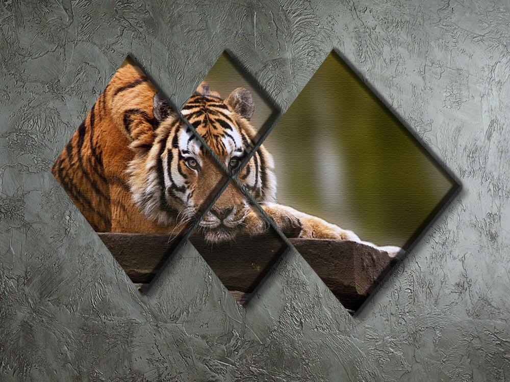 Stunning tiger relaxing 4 Square Multi Panel Canvas - Canvas Art Rocks - 2