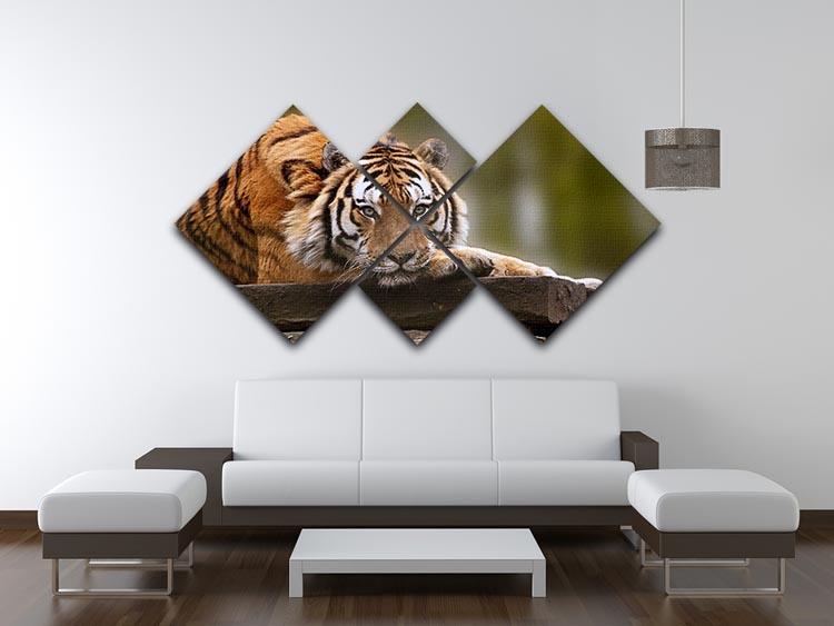 Stunning tiger relaxing 4 Square Multi Panel Canvas - Canvas Art Rocks - 3