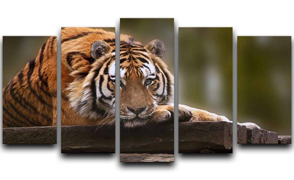 Stunning tiger relaxing 5 Split Panel Canvas - Canvas Art Rocks - 1