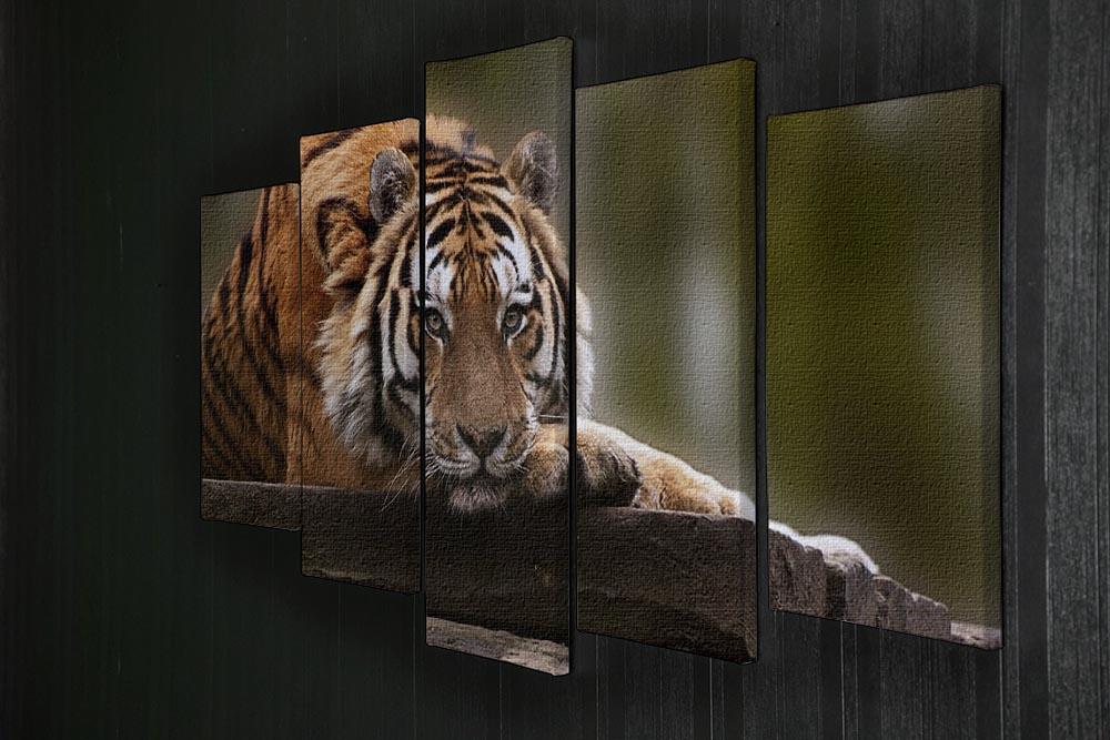 Stunning tiger relaxing 5 Split Panel Canvas - Canvas Art Rocks - 2