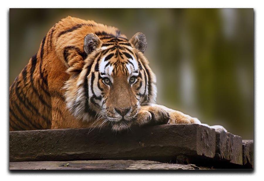 Stunning tiger relaxing Canvas Print or Poster - Canvas Art Rocks - 1