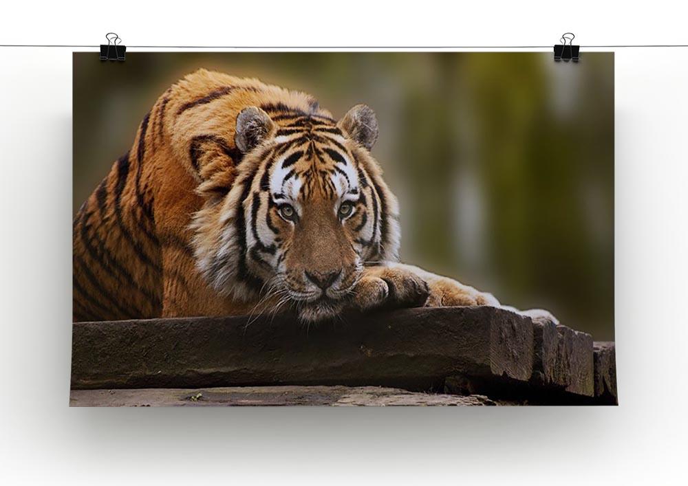 Stunning tiger relaxing Canvas Print or Poster - Canvas Art Rocks - 2