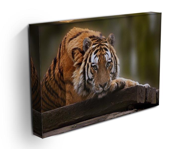 Stunning tiger relaxing Canvas Print or Poster - Canvas Art Rocks - 3