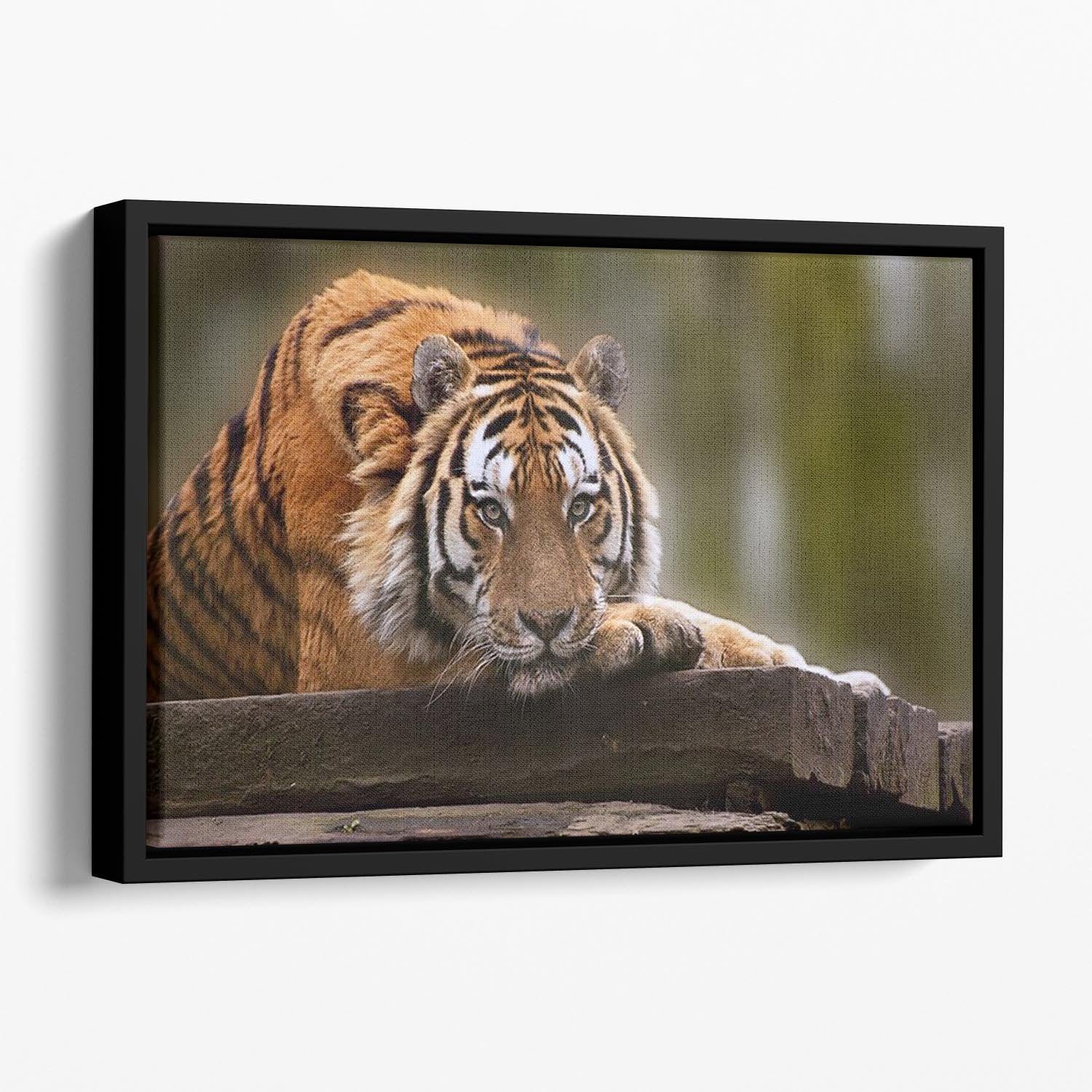 Stunning tiger relaxing Floating Framed Canvas - Canvas Art Rocks - 1